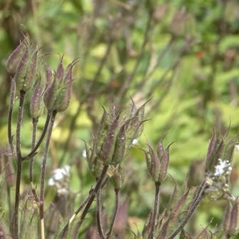 blomsterfrø til haven blomsterfrø til haven